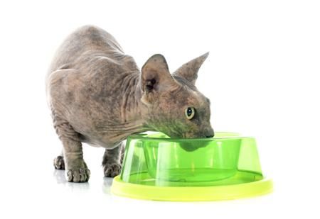 A Sphynx Cat standing on the floor with its face in the bowl in front of him