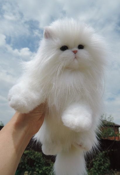 holding up a white Persian Cat against the sky