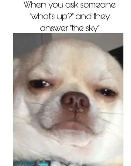 suspicious face of a white Chihuahua photo with a text 