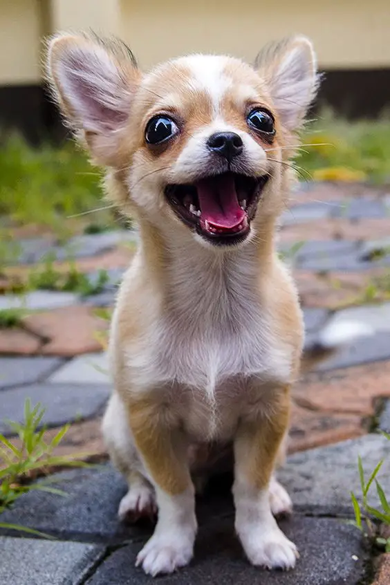 Chihuahua sitting on the ground with its mouth wide open
