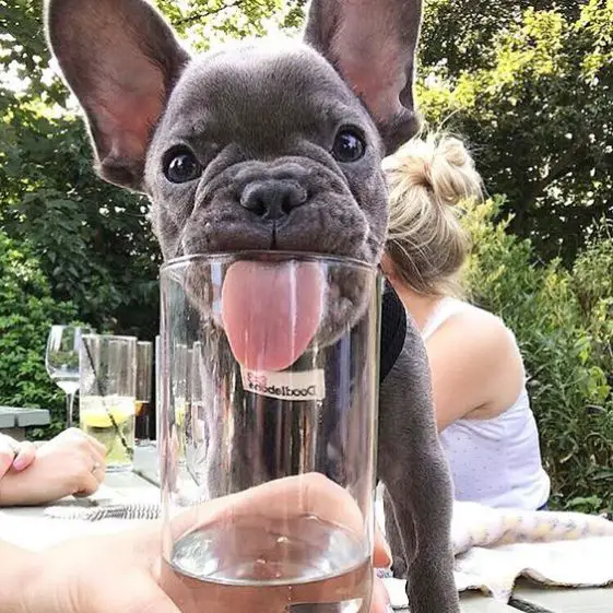 A French Bulldog licking the water from the glass