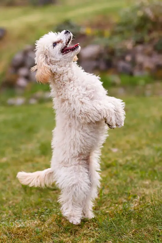 Poodle standing up while smiling at the park