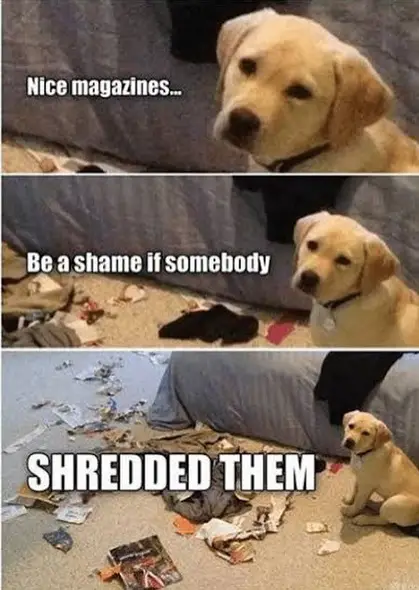 collage photo of a labrador puppy and with text - nice magazines.. Be a shame if somebody shredded them