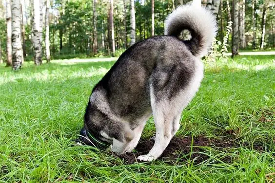 A Husky digging a hole on the ground in the forest