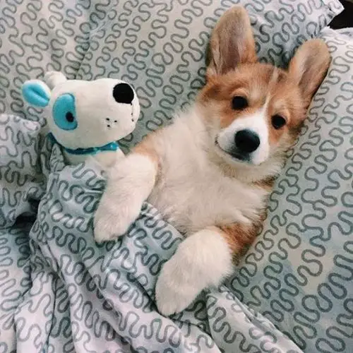 Corgi snuggled up in bed with its toy
