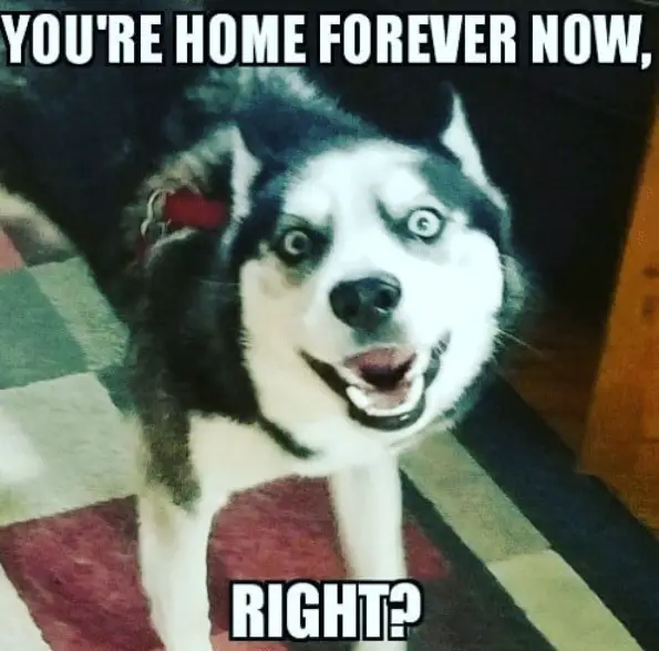 photo of a Husky standing on the floor while barking and with text - You're home forever now, right?
