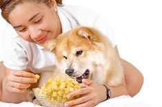 Corgi around the arms of woman while being fed