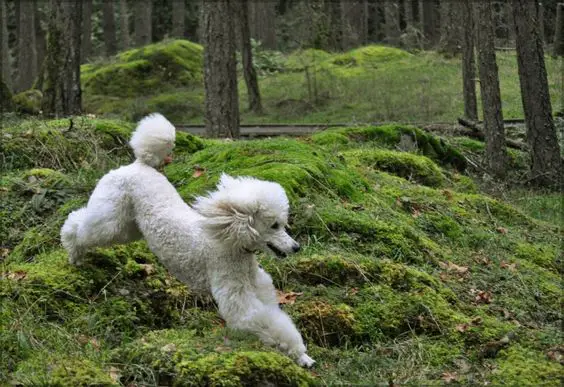 A white Poodle jumping in the forest