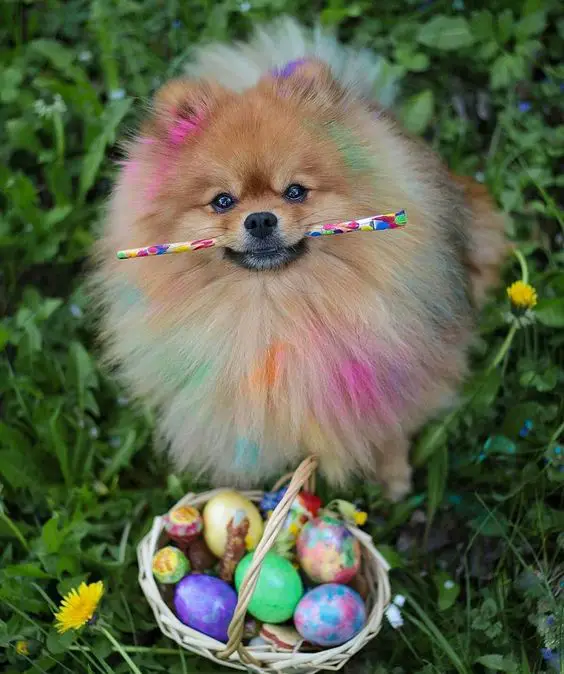 Pomeranian with a paint brush in its mouth dots of colorful paint on its fur and a basket full of easter eggs