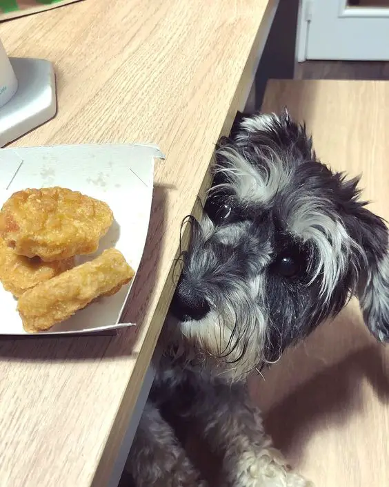 Schnauzer peeking at the chicken nuggets from under the table
