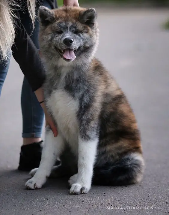 An Akita Inu sitting on the pavement while smiling while a woman is behind her