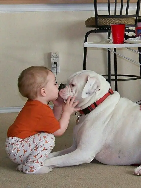 A young boy kissing a white boxer dog lying in front of him
