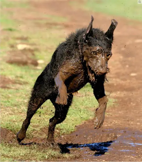 Doderman jumping over a mud with dirt on its face and feet