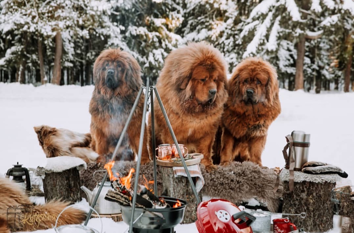 Tibetan Mastiff dogs camping in the forest during winter