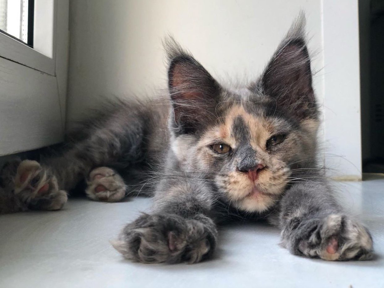 sleepy Maine Coon Cat lying on the floor