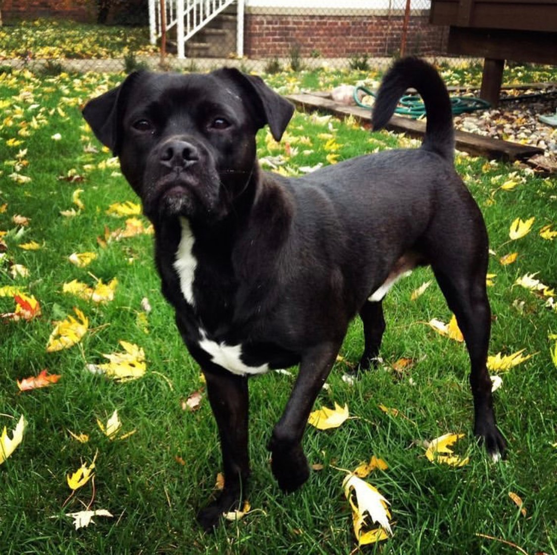A Puglador standing in the yard with dried leaves around him