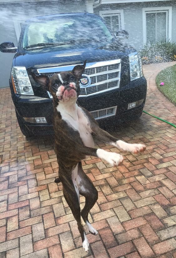 Boxer dog jumping in the hallway
