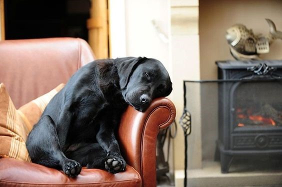 black Labrador Retriever sitting on the chair while sleeping