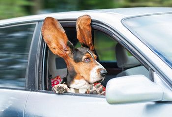A Basset Hound sitting in the passenger seat while looking outside the window with its ears spread out