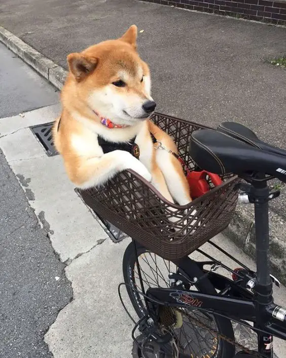 Shiba Inus sitting on a basket on the back of a bike
