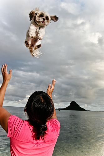 girl throwing a Shih Tzu in the sky