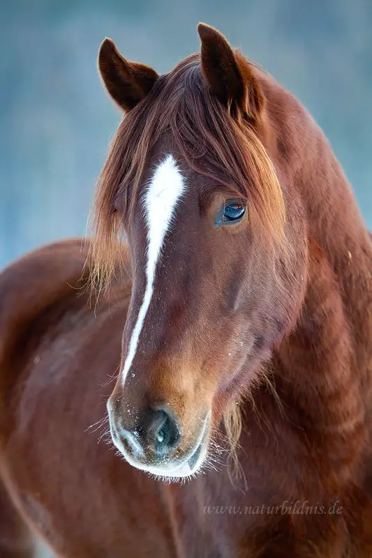 beautiful brown horse with a white line fur on its forehead
