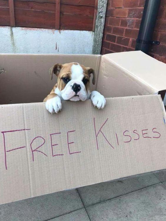 English Bulldog in box with a writing