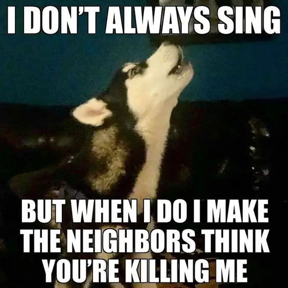 photo of a howling husky with text - I don't always sing but when I do I make the neighbors think you're killing me