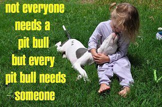 a girl sitting on the green grass while kiss her English Bull Terrier dog photo with a text 