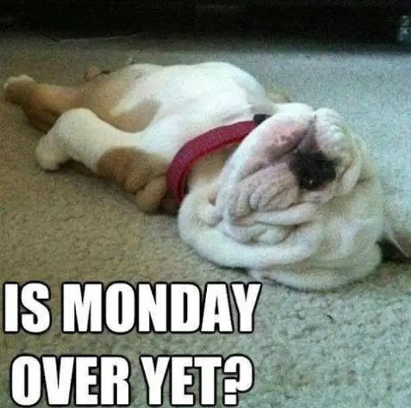 A lying on its back flat on the floor while sleeping and with text - Is Monday over yet?