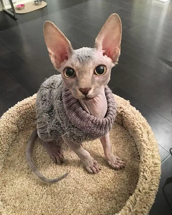 A Sphynx Cat wearing a crocheted sweater while sitting on its bed