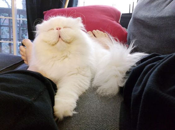white Persian Cat lying in its owner's feet on the couch while closing its eyes and smiling