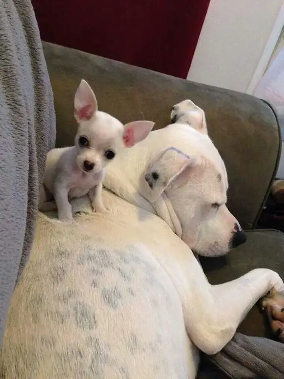 Chihuahua puppy sitting on top of a sleeping big dog's back