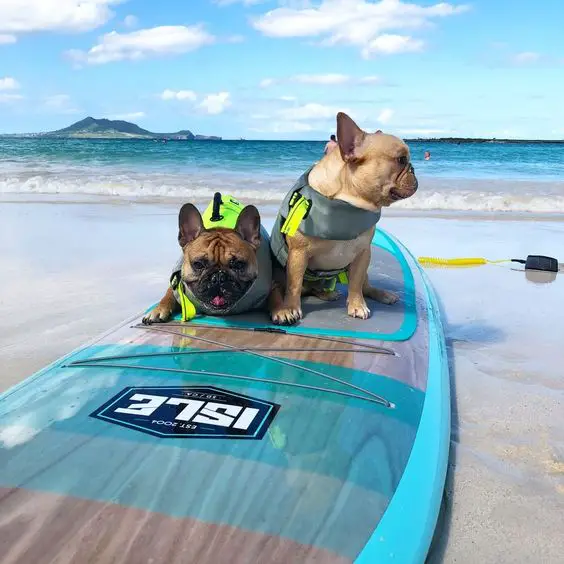 two French Bulldog on top of the surfing board by the beach