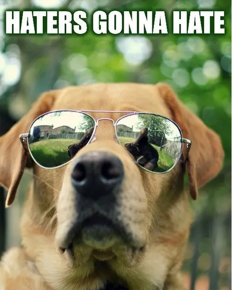 A labrador wearing sunglass at the park photo and with text - Haters gonna hate