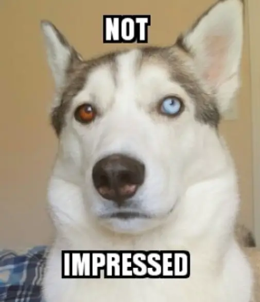 15 Funny Husky Memes That Will Make Your Day! Page 3 of