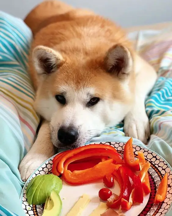 An Akita Inu lying on the bed behind the fruits and vegetable on a plate