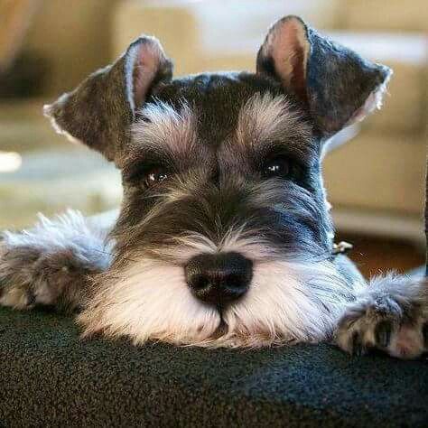 Schnauzer lying on the couch with its adorable face