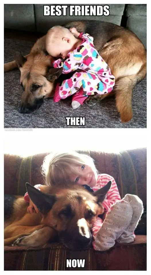 photos of two German Shepherds in with a girl with text - best friends then and now