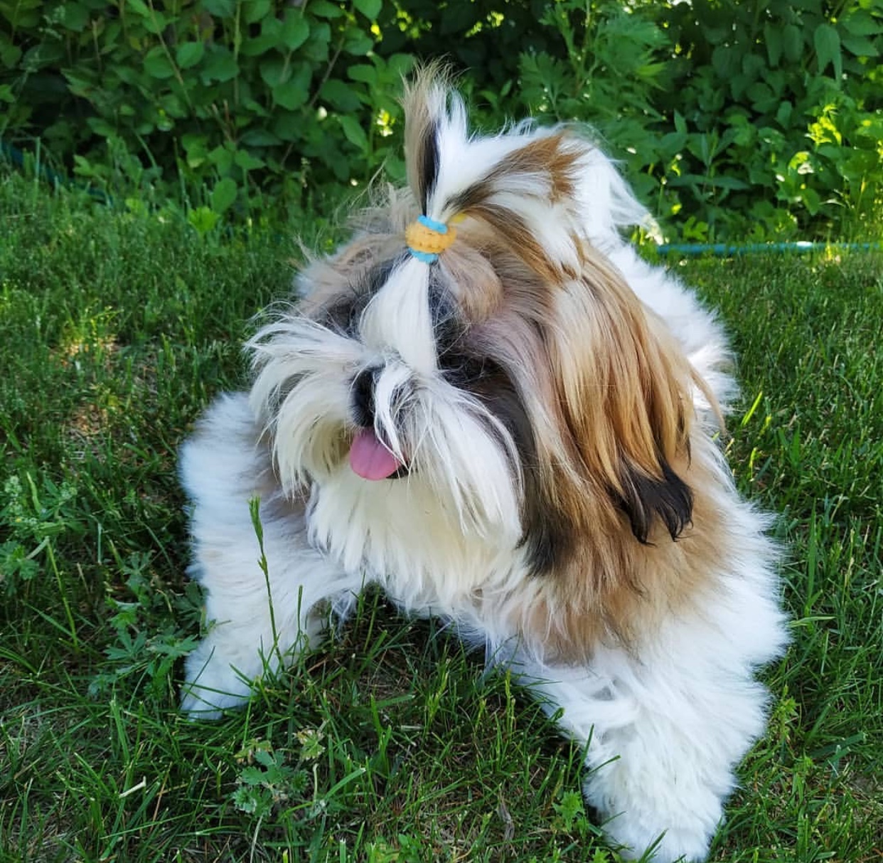 A Shih Tzu lying on the grass in the garden