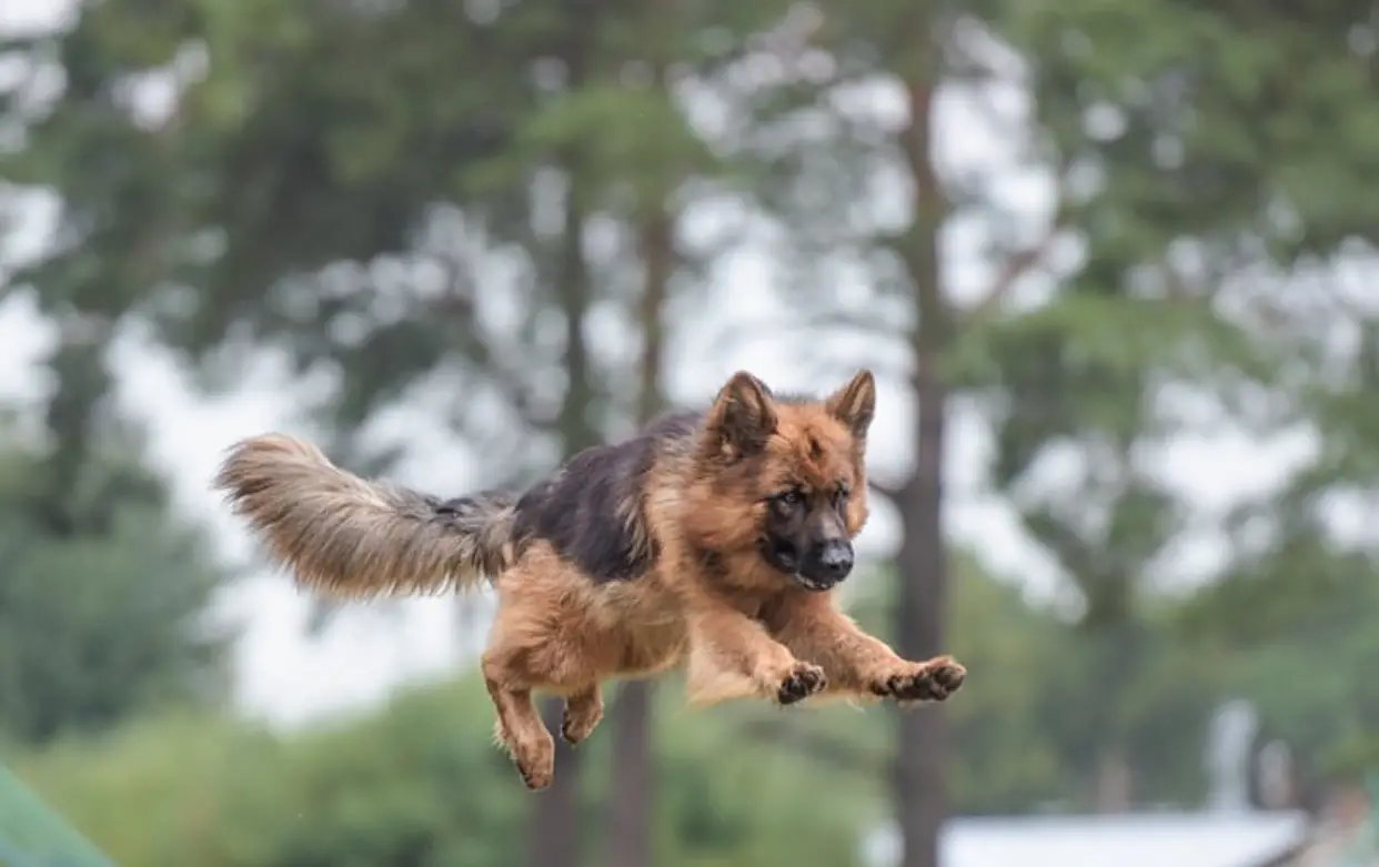 A jumping German Shepherd