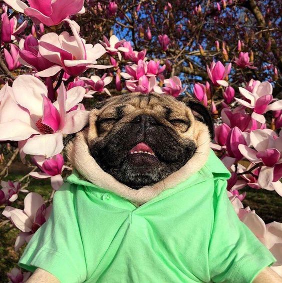 Pug wearing a polo shirt with pink flowers behind