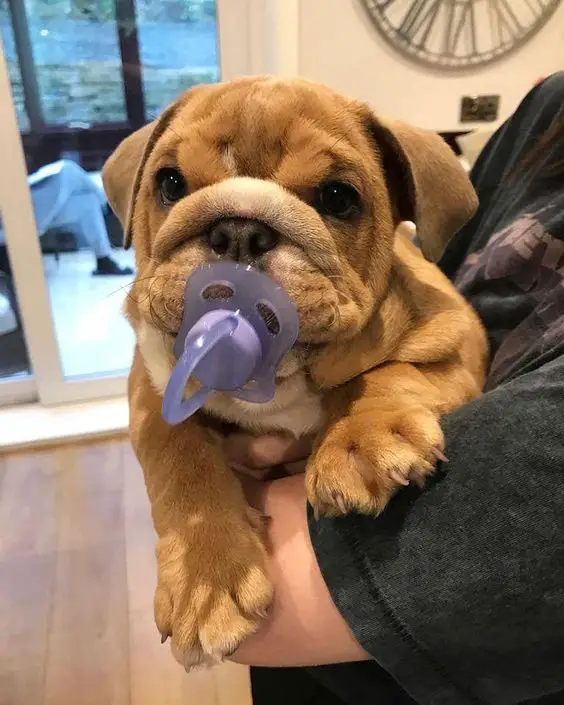  English Bulldog with a pacifier