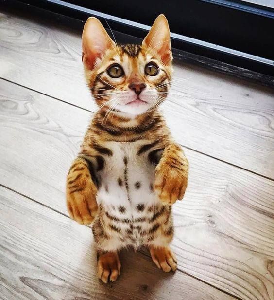 A Bengal kitting standing up on the wooden floor
