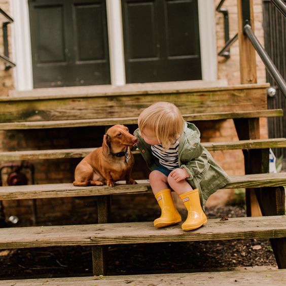 A Dachshund sitting in the stairway while a toddler is petting him