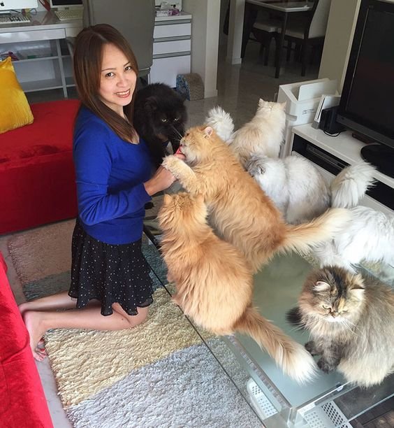 a lady with seven Persian Cats in the living room
