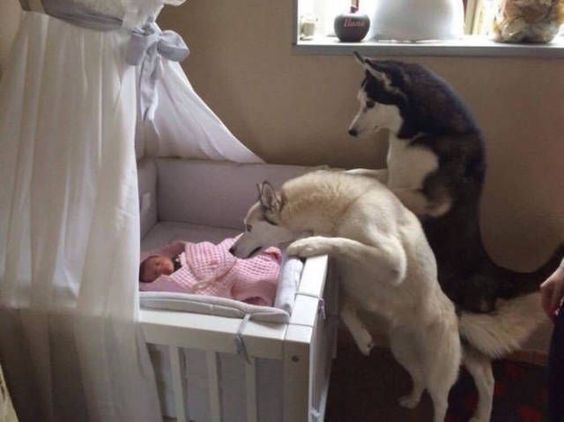 photo of two siberanian huskies staring at the baby inside the crib