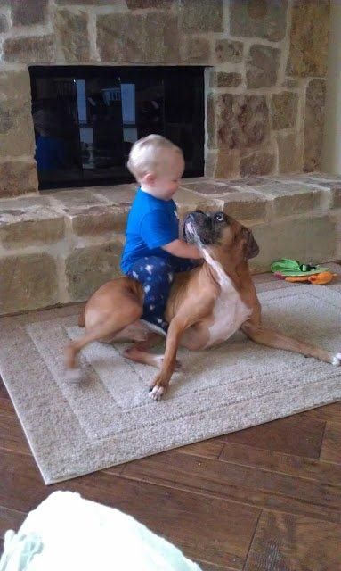 A young boy riding a boxer dog lying on the carpet
