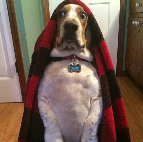 A Basset Hound sitting on the floor with its surprised face while a blanket is over its head