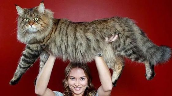 carrying Maine Coon cat on top of the girls head